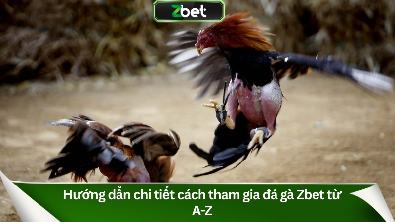 Hướng dẫn cách tham gia và cá cược đá gà tại Zbet