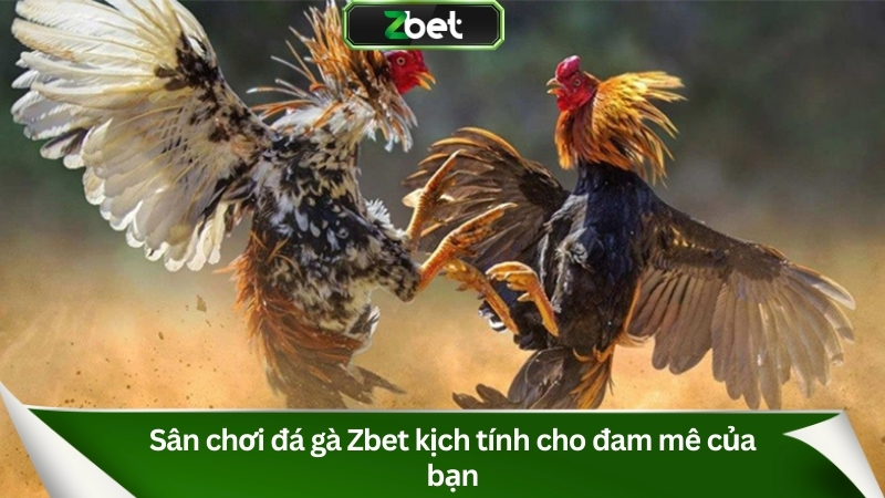 Sân chơi đá gà Zbet kịch tính cho đam mê của bạn