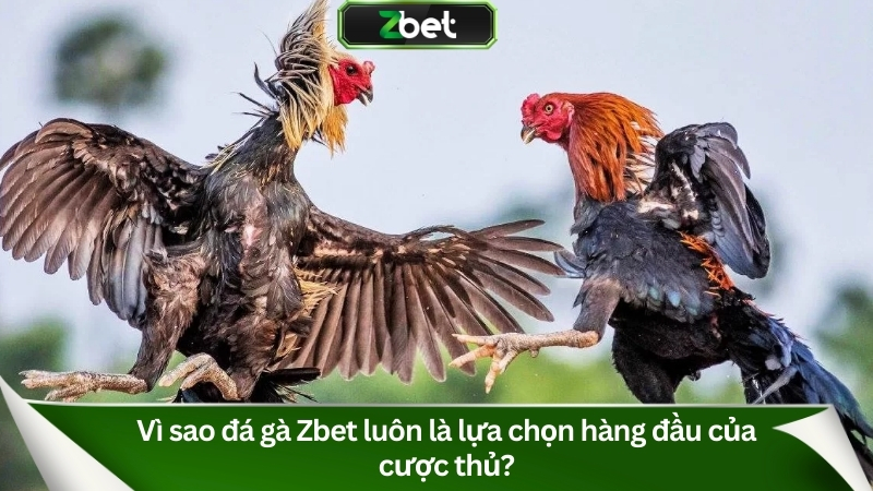 Vì sao sảnh đá gà Zbet là lựa chọn hàng đầu của cược thủ?